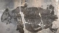 Fossilized skeleton of the marine amphibian Gerrothorax maritimus with detailed ribs embedded in gray rock slab