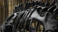Close-up de huesos fósiles de dinosaurios exhibidos en un entorno histórico de museo.