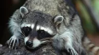 The northern raccoon (Procyon lotor) is known for its black mask across the eyes and bushy tail with four to 10 black rings.