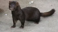 American Mink