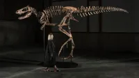 "Jodi"— A Mounted Nanotyrannus Skeleton