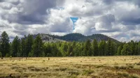 Vista escénica del bosque nacional de Coconino bajo cielos nublados en Flagstaff, Arizona.