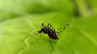 El mosquito en esta foto es mosquito de la fiebre amarilla, se puede identificar por sus marcas blancas en las piernas.