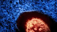 Micrografía electrónica de transmisión coloreada de una partícula del virus del sarampión (rojo).