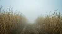 Una brumosa mañana de otoño en un campo de maíz, con un camino desapareciendo en la niebla.