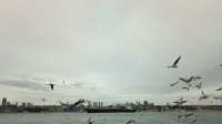 Una bandada de gaviotas volando sobre el Bósforo con el horizonte de Estambul en el fondo.