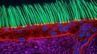 Imagen ganadora del concurso de Nikon fue generada por IA imagen del post