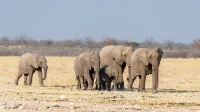 Elephant family in Etosha National Park, Namibia