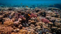 Explore a breathtaking underwater coral reef, teeming with vibrant marine life and fish.