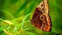 Un vívido primer plano de una mariposa descansando sobre hojas verdes, mostrando los detalles del ala.