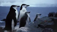 Chinstrap Penguin, Antarctic Peninsula