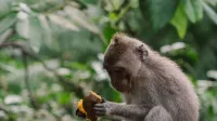 Un mono macaco disfrutando de la fruta en un entorno natural al aire libre.