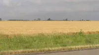 Campo de trigo en el centro de Kansas.