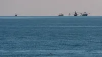 Una vaquita (Phocoena sinus) en primer plano con barcos de pesca en el fondo.