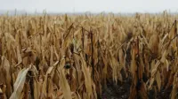 Un campo de maíz brumoso de otoño con plantas de maíz seco y un horizonte de niebla.
