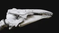 Delphinapterus leucas, Beluga, (White whale), skull.