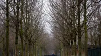 Chairs and benches among leafless trees in a Paris park, capturing a serene winter scene.