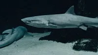 Primer plano dramático de tiburones nadando en un acuario submarino, mostrando la vida marina.