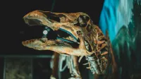 Vista de cerca de un esqueleto de dinosaurio en exhibición en una exposición de museo.