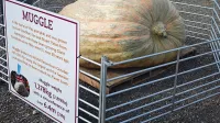 Calabaza de tamaño récord mundial (1.278,8 kg; 2.819.3 lb) cultivada por Ian y Stuart Paton de Lymington, Inglaterra, en 2025.