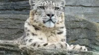 Primer plano de un leopardo de las nieves descansando contra terreno rocoso, mostrando su belleza y elegancia.