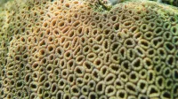 Primer plano vívido de un intrincado patrón de coral cerebral bajo el agua, mostrando el diseño único de la naturaleza.