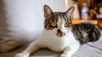 Gato adorable con manchas marrones y ojos verdes acostado en un cómodo sofá con cojín en sala de estar en casa