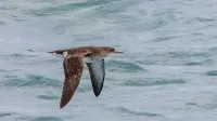 Fluttering shearwater (Puffinus gavia) in flight off Tiritiri Matangi