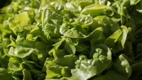 Lechuga verde frondosa a la venta por vendedores en los EE. UU.
