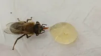 Miel de abeja (Apis mellifera) trabajador (mujer) bebiendo miel.