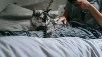 Mujer que navega por un teléfono inteligente y acariciando a un gato moteado mientras está acostado en la cama con cojines en el dormitorio durante el fin de semana en un apartamento