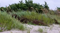 Exuberantes dunas verdes y pastos en Atlantic Beach, Carolina del Norte en un día de brisa.