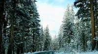 (1 en un álbum de fotos múltiples) Conduzco por Tioga Road (en el país alto del Parque Nacional Yosemite) a través de un "país de las maravillas de invierno" en una mañana de mayo.