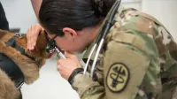 Examen físico de perros de trabajo militares (5296491)