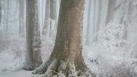 Una serena escena de bosque invernal con árboles cubiertos de nieve en un día de niebla, evocando tranquilidad.