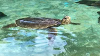 Una joven tortuga de mar verde (Chelonia mydas) que sale a tomar aire.