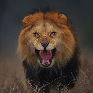 J. Arismendi imagen de perfil