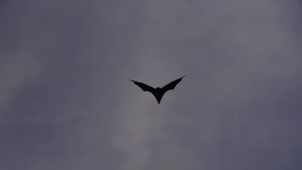 Silueta de un murciélago volando solo contra un cielo vespertino profundo y sereno.