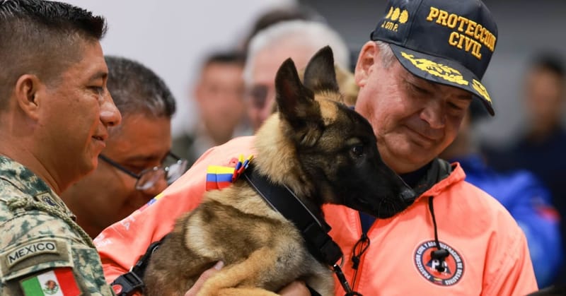 Venezuela regala cachorra a Ejército Mexicano en agradecimiento por su labor tras los terremotos imagen del post