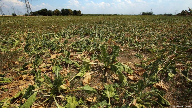 Las olas de calor en Europa amenazan con elevar los precios de los alimentos en 2027