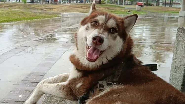 El husky Lucas y su pensión de 700 pesos: el fallo es de marzo y sigue siendo provisional imagen del post