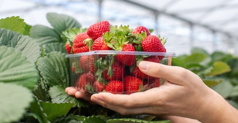 Estados Unidos acusa de “dumping” a México sobre venta de fresas mexicanas imagen del post