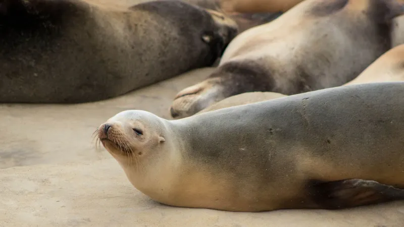 Sea lions relaxing on a sandy beach in San Diego, California. Marine wildlife at its best.