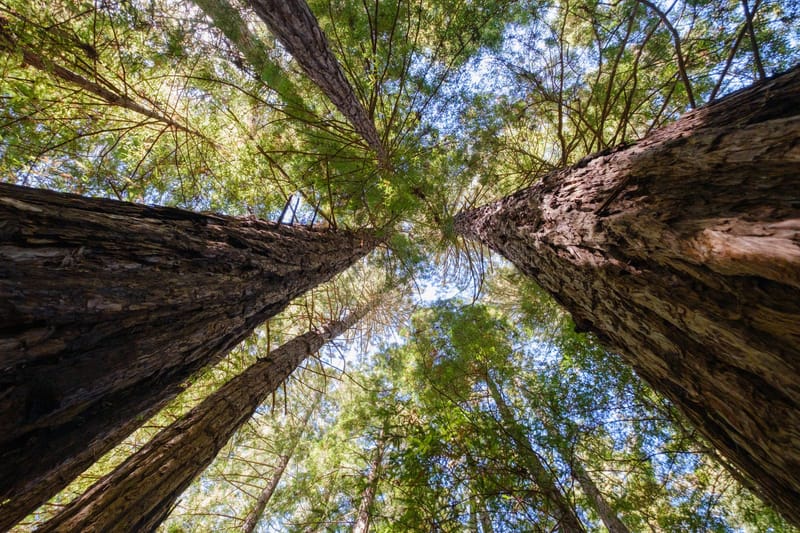 View from below of towering redwood trees in a sunlit forest, capturing the essence of nature's grandeur.