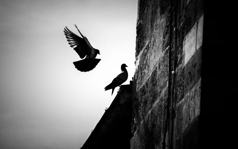 Silhouette of pigeons against a wall in Adana, Turkey, showcasing urban wildlife.