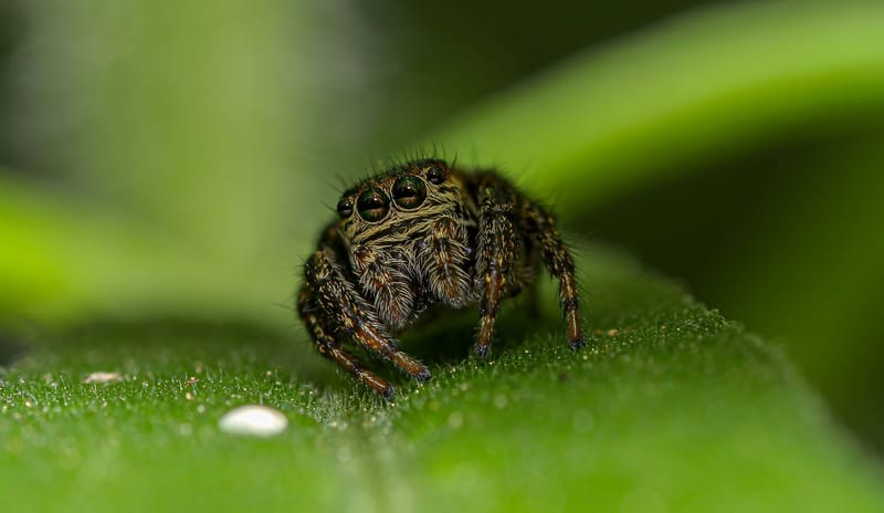 Detailed close-up of a hairy jumping spider perched on a green leaf in the garden.