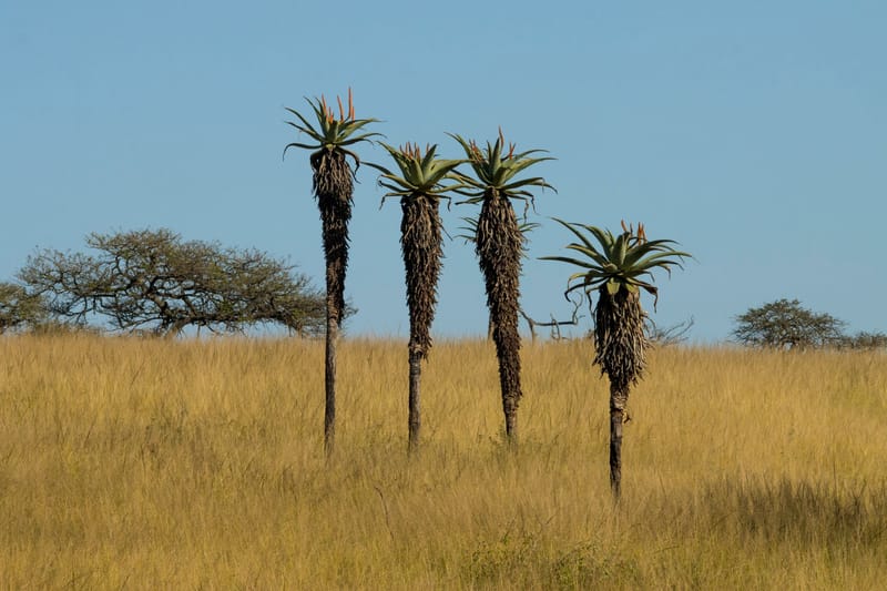 Four aloe trees stand tall in a grassy African savanna under a clear blue sky.