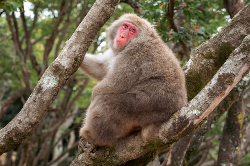 Close-up of a Japanese macaque sitting on a tree branch in a lush forest setting.