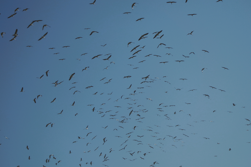 A large flock of birds soaring in a bright blue sky, showcasing nature's beauty.