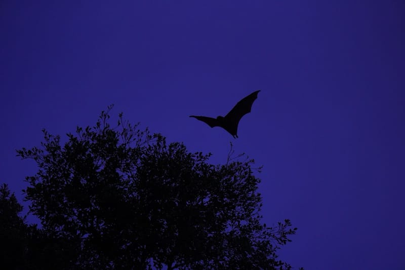 A silhouette of a bat in flight against a twilight sky, with tree foliage below.